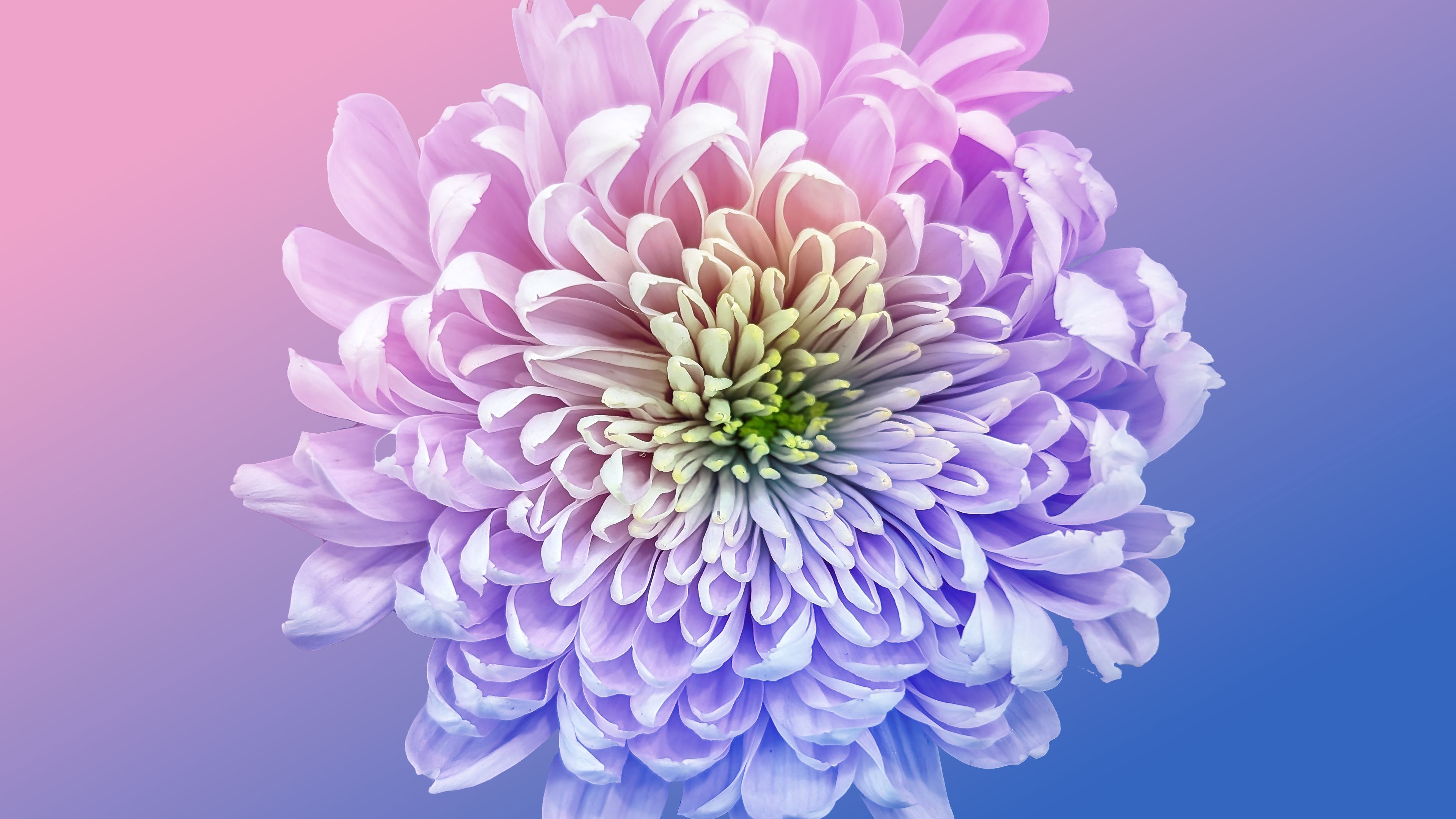 Chrysanthemum Vibrant ultra HD 4K wallpaper