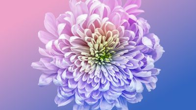 Chrysanthemum Vibrant ultra HD 4K wallpaper