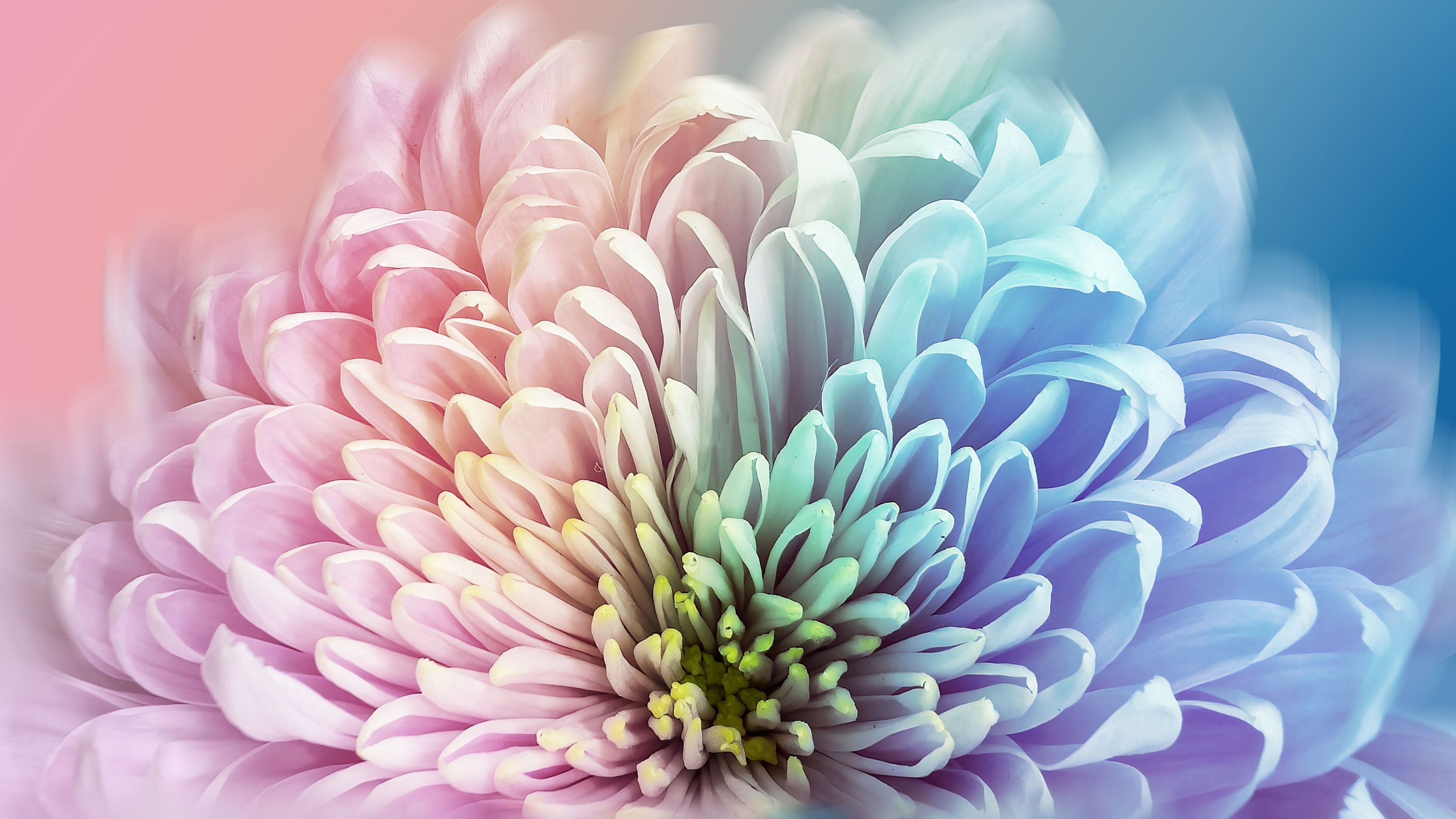 Chrysanthemum Colorful ultra HD 4K wallpaper