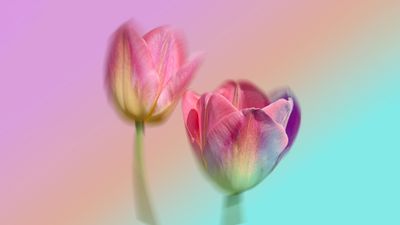 Pink Tulips Gradient background ultra HD 4K wallpaper