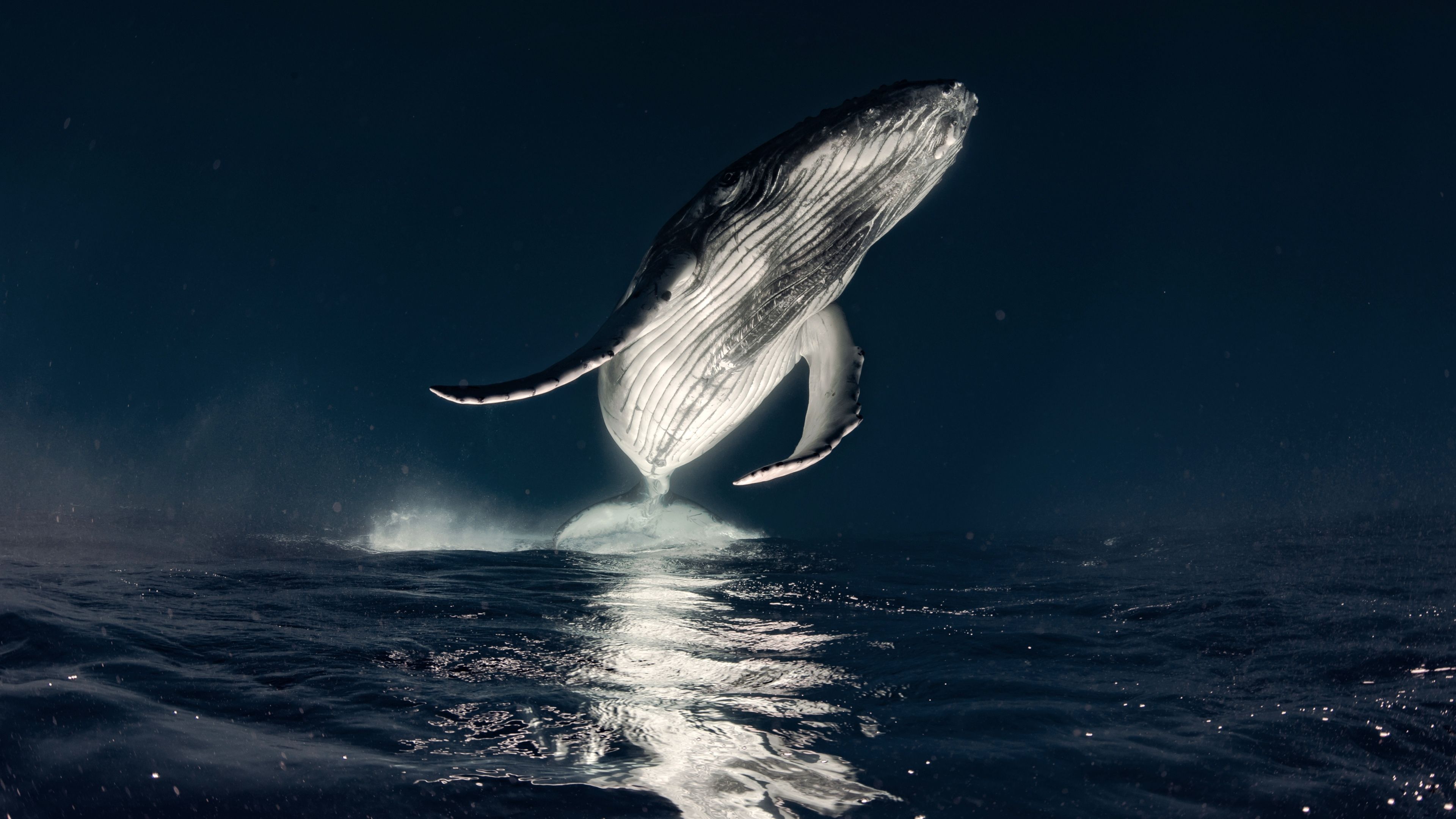 Humpback whale Breaching ultra HD 4K wallpaper