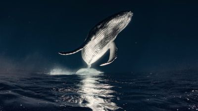 Humpback whale Breaching ultra HD 4K wallpaper