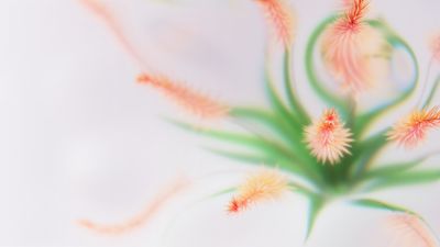 Peach Abstract flower ultra HD 4K wallpaper