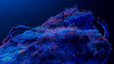 Bioluminescence Neon art ultra HD 4K wallpaper