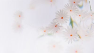White daisy Floral Background ultra HD 4K wallpaper