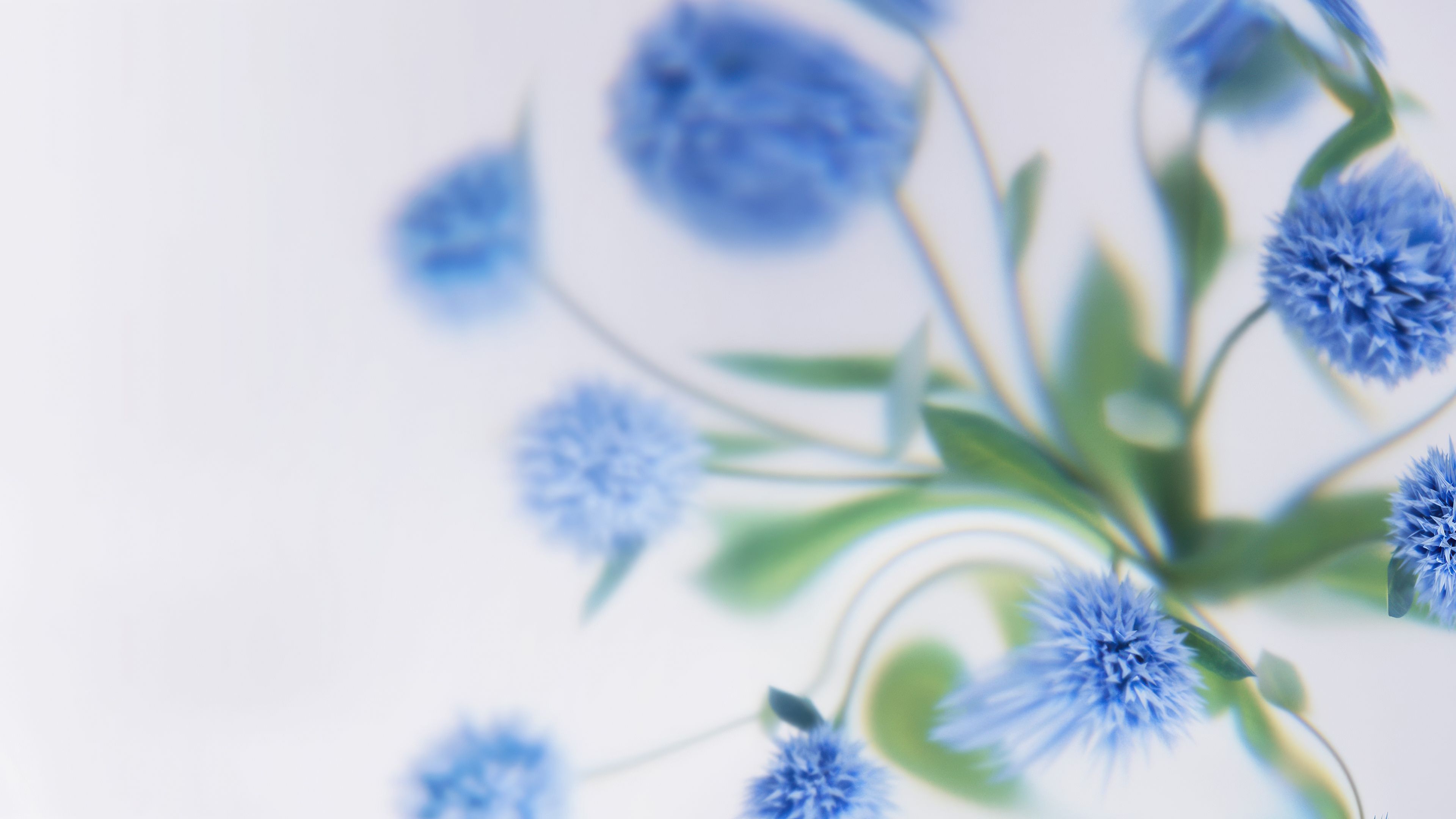 Blue flowers Soft focus ultra HD 4K wallpaper