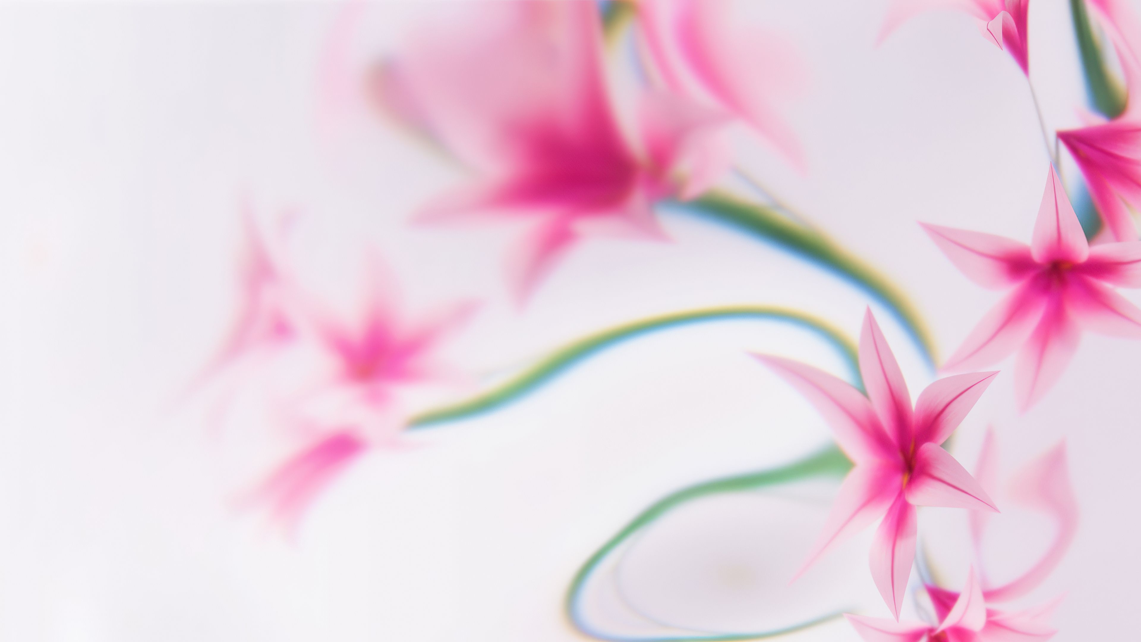 Pink flowers Dreams ultra HD 4K wallpaper