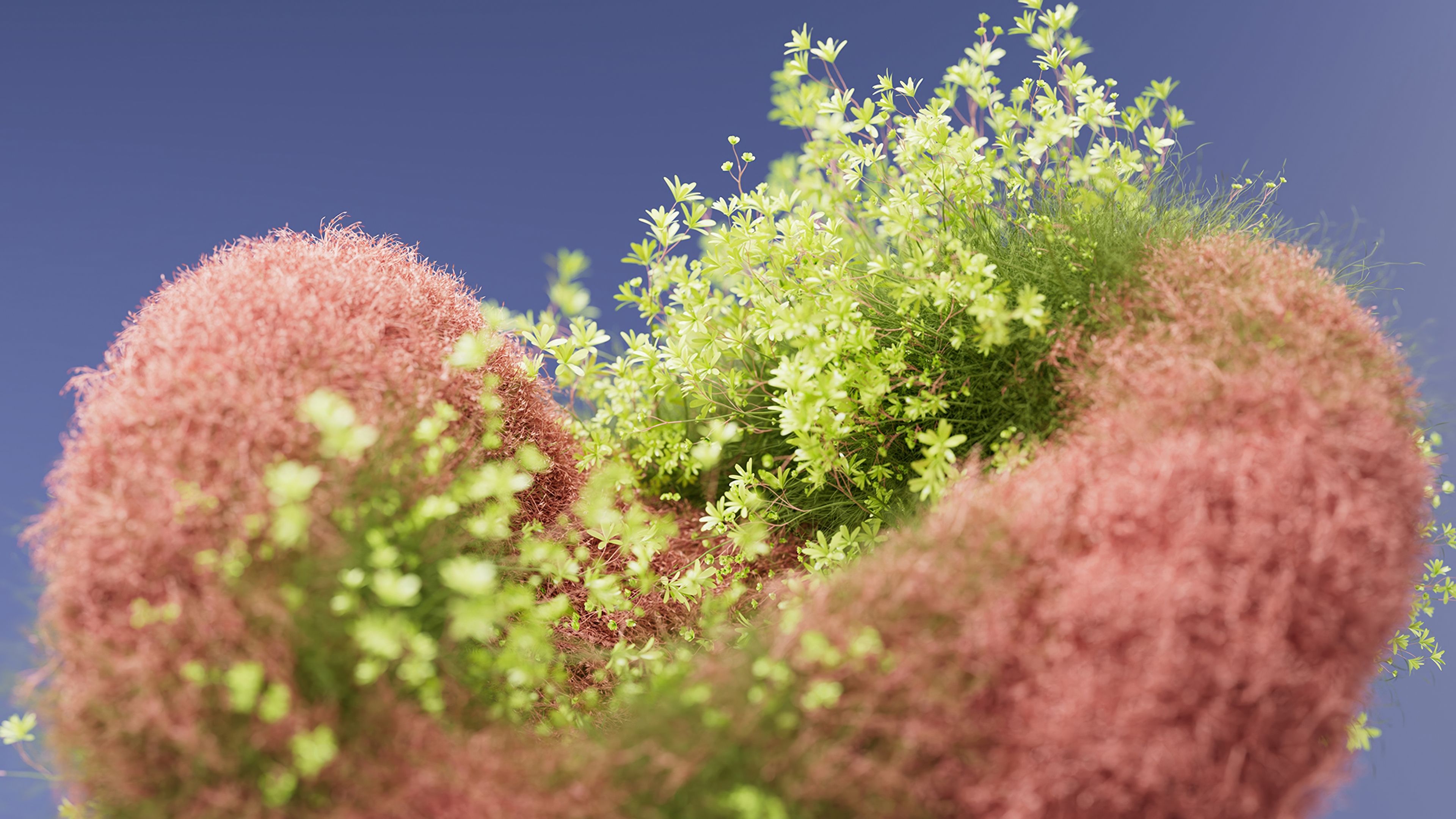Macro Bloom ultra HD 4K wallpaper