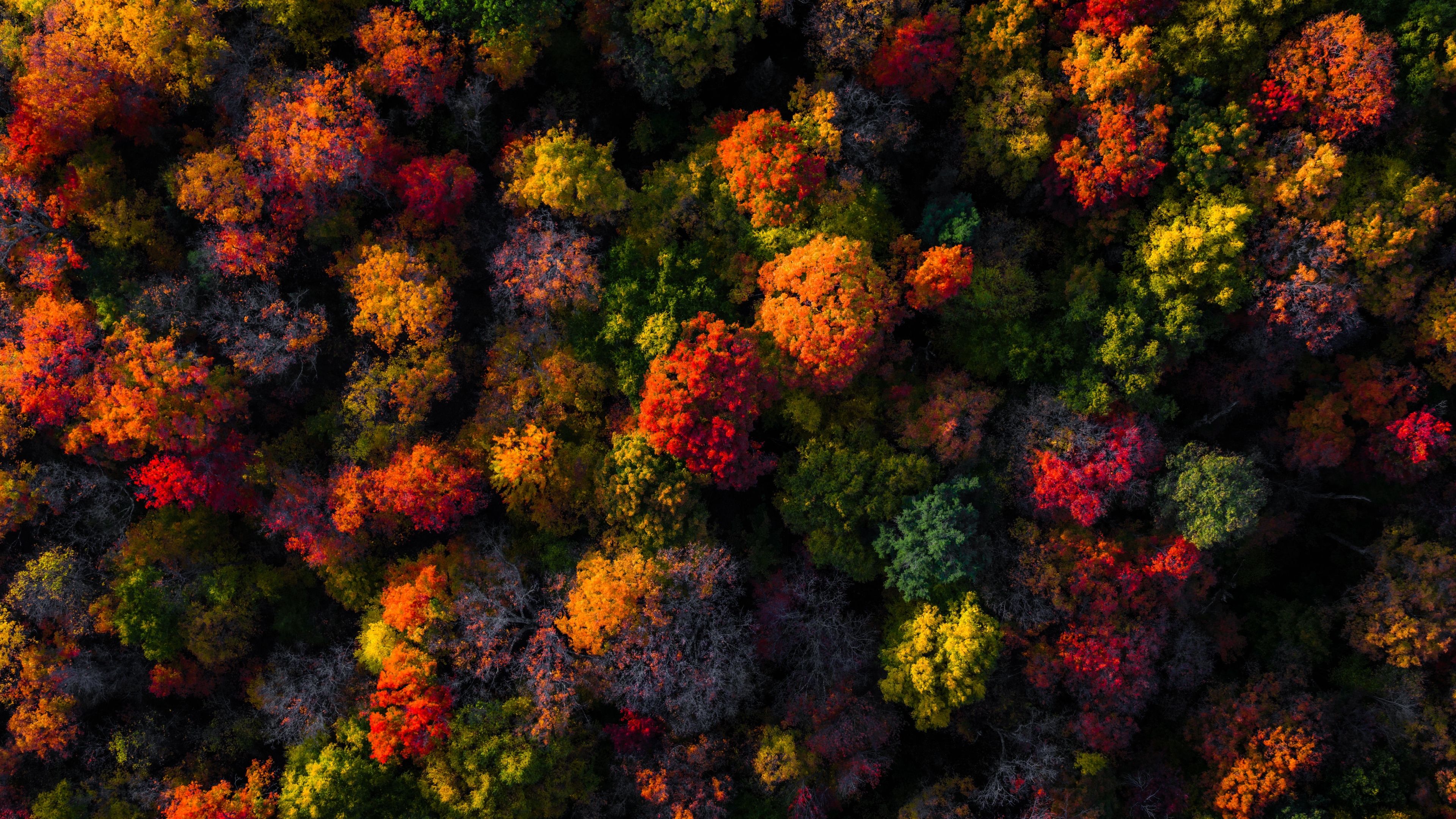 Fall Foliage Aerial view ultra HD 4K wallpaper