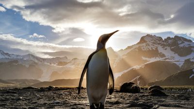 King penguin Antarctica ultra HD 4K wallpaper