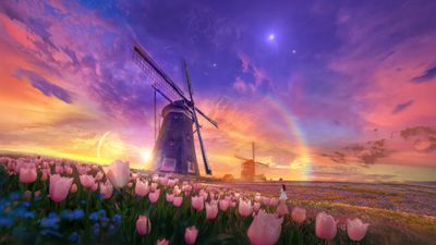 Tulips field Windmill ultra HD 4K wallpaper