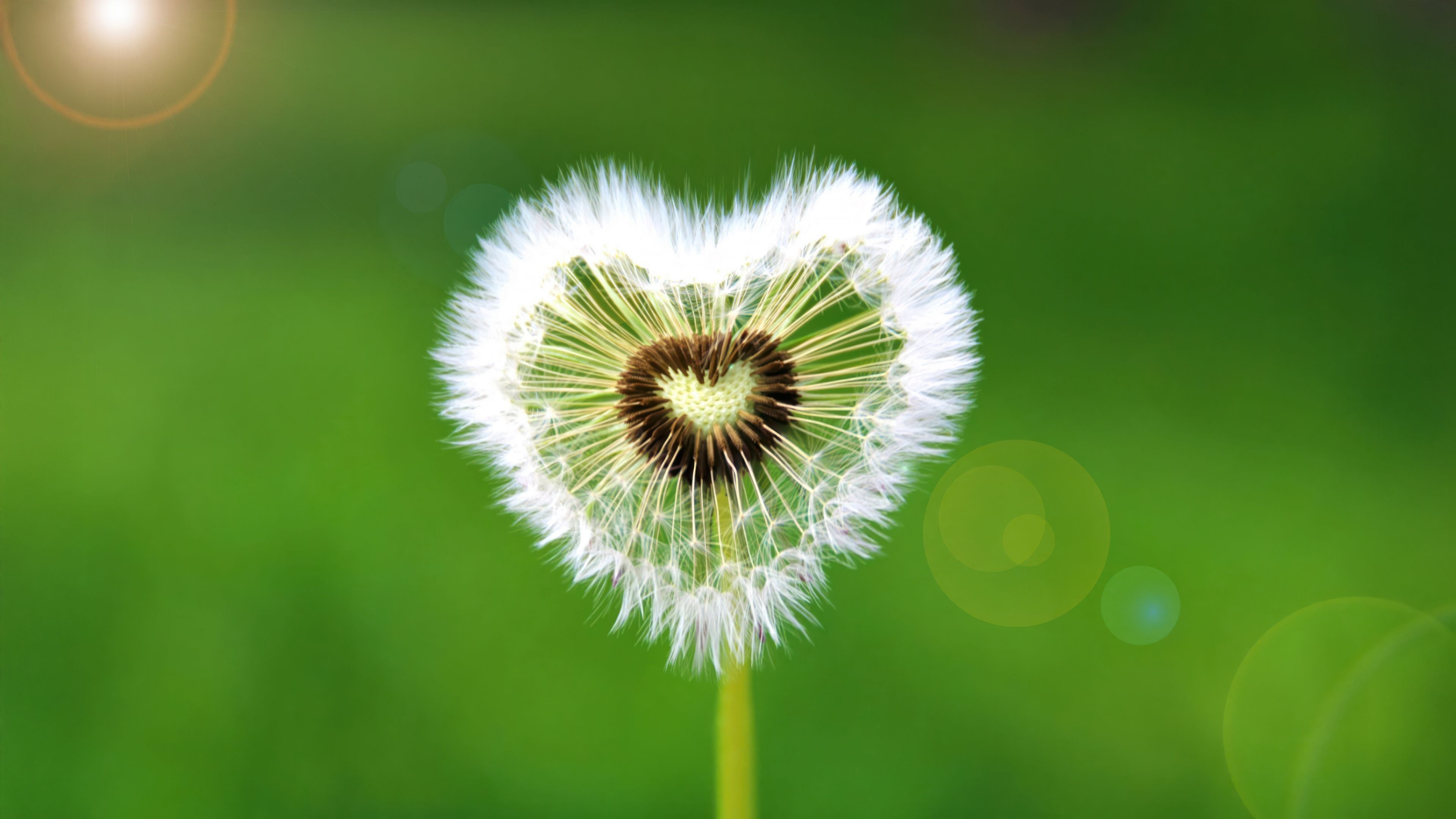 Heart shape Dandelion flower ultra HD 4K wallpaper