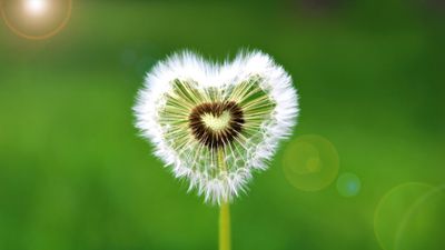 Heart shape Dandelion flower ultra HD 4K wallpaper