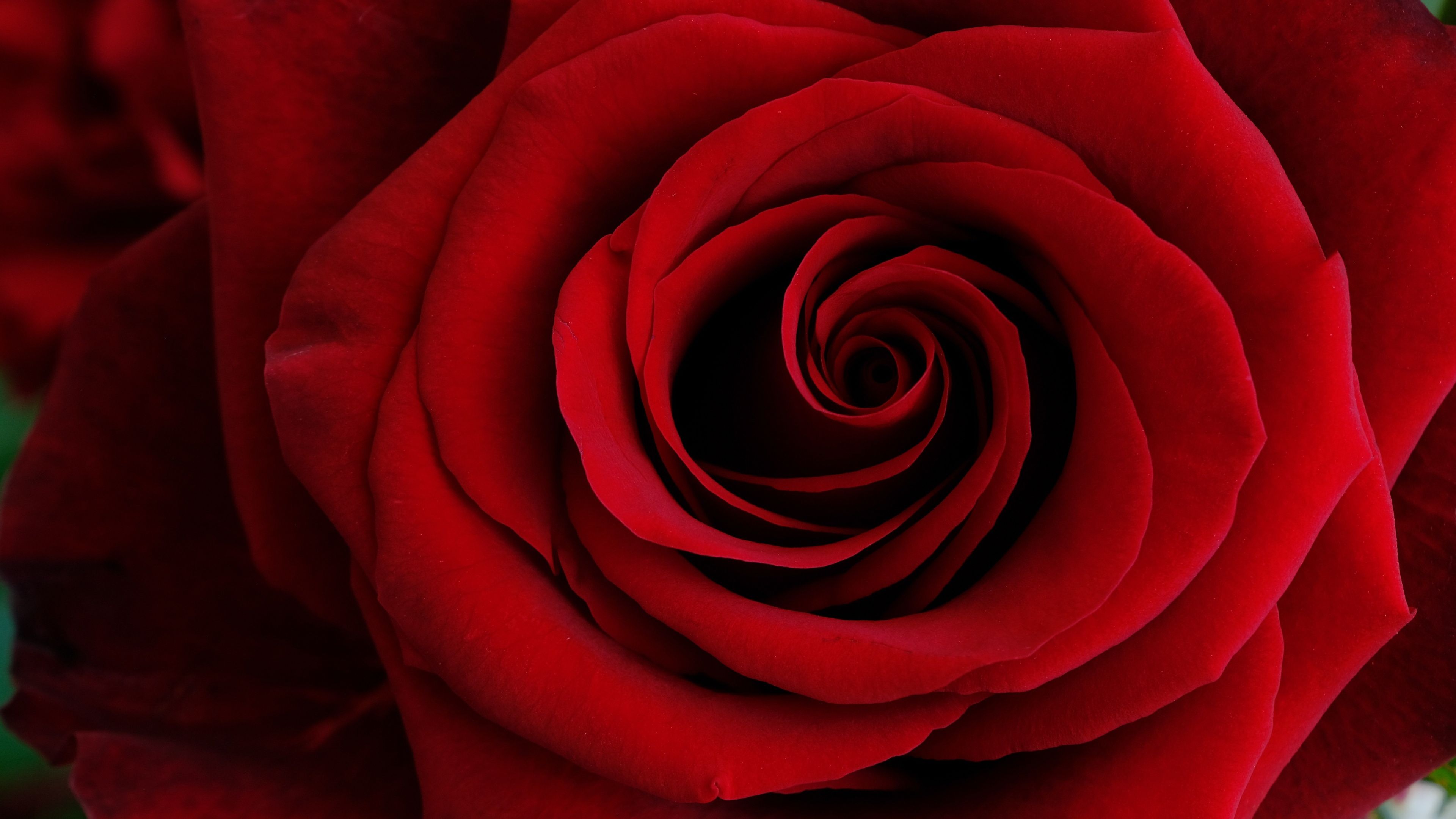 Red Rose Closeup ultra HD 4K wallpaper