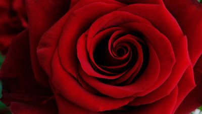 Red Rose Closeup ultra HD 4K wallpaper