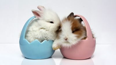 Easter bunny Fluffy ultra HD 4K wallpaper