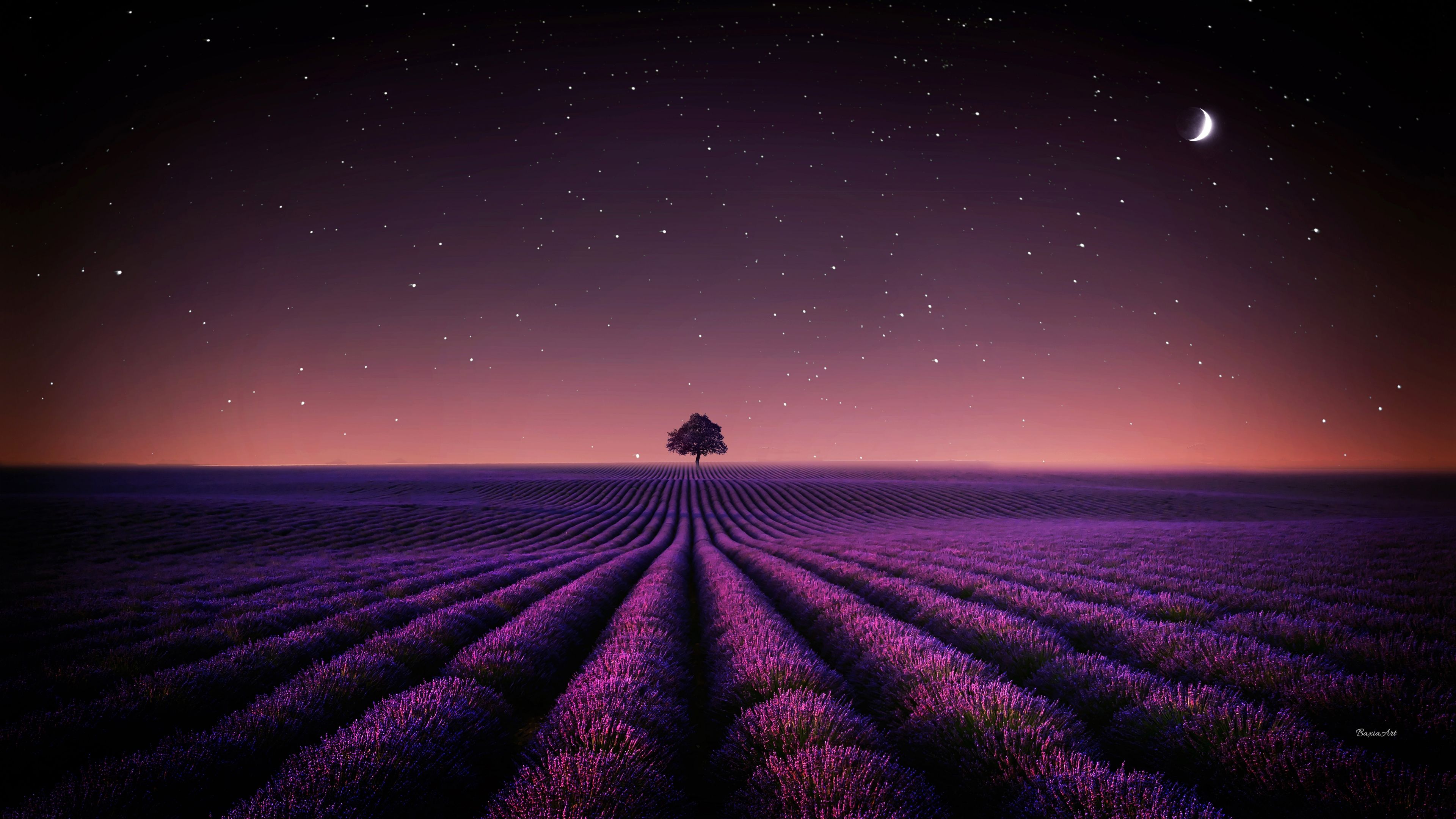 Lavender fields Night sky ultra HD 4K wallpaper