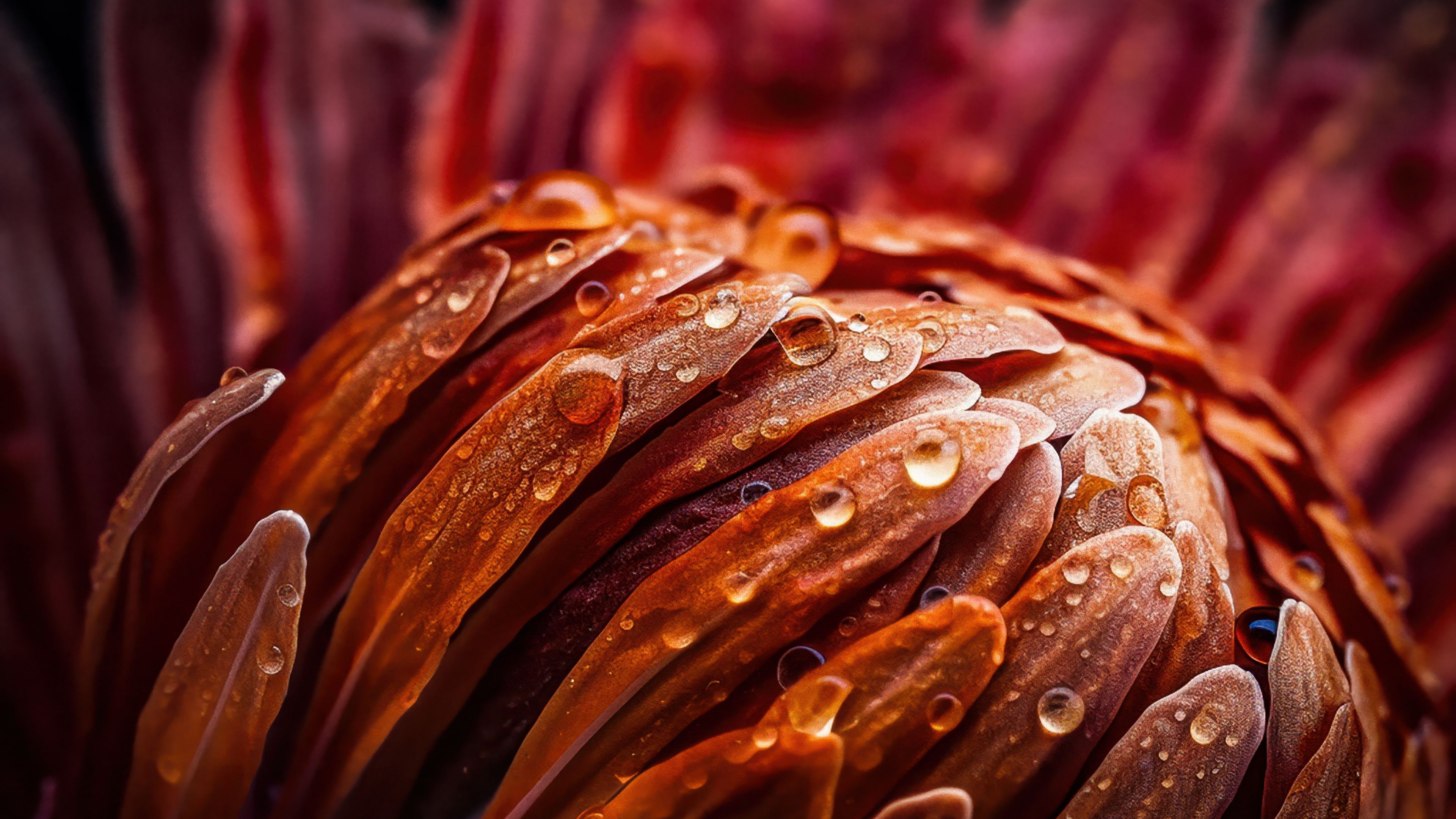 Protea flower Macro ultra HD 4K wallpaper