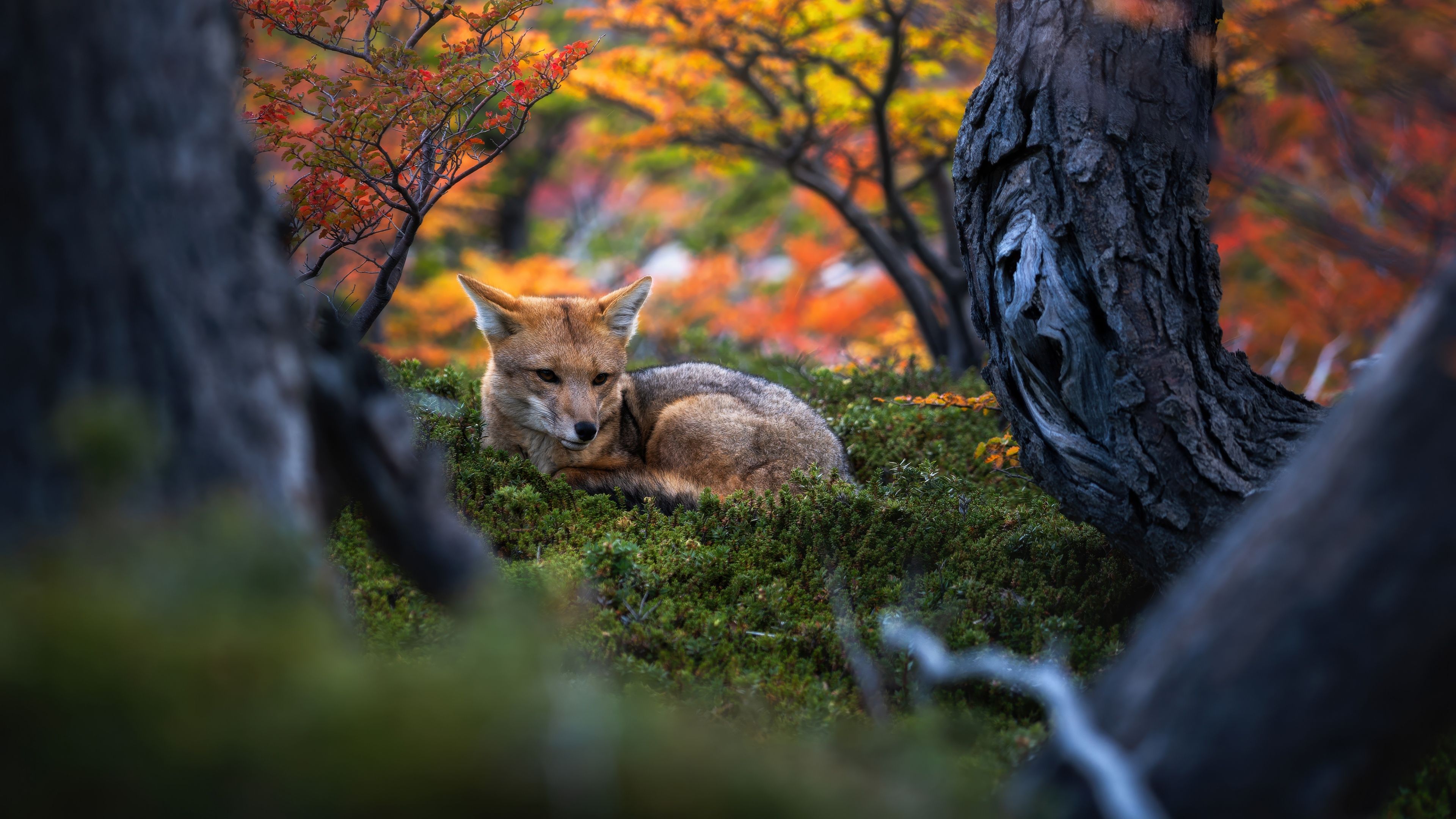 Patagonian fox Wildlife ultra HD 4K wallpaper