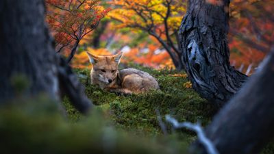 Patagonian fox Wildlife ultra HD 4K wallpaper