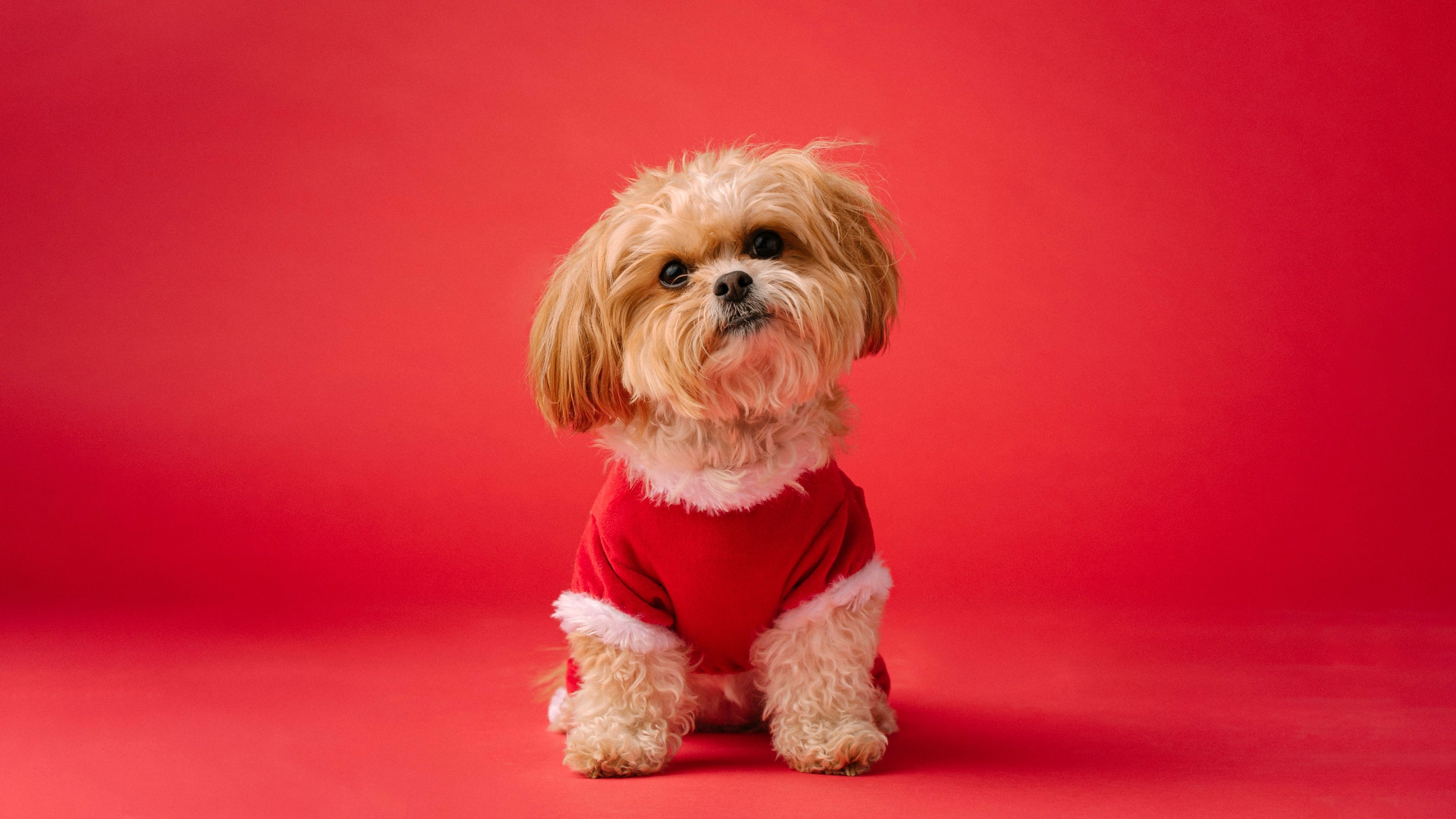 Shih Tzu Cute dog ultra HD 4K wallpaper