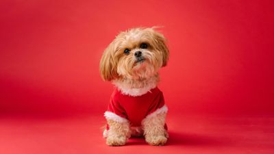 Shih Tzu Cute dog ultra HD 4K wallpaper