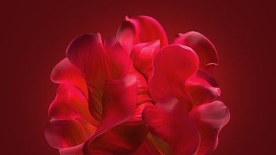 Windows 11 Red Abstract Bloom Background 4K Wallpaper