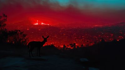 Deer Silhouette Against Fiery Landscape 4K Wallpaper