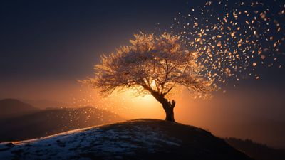 Winter Blossom Sunset