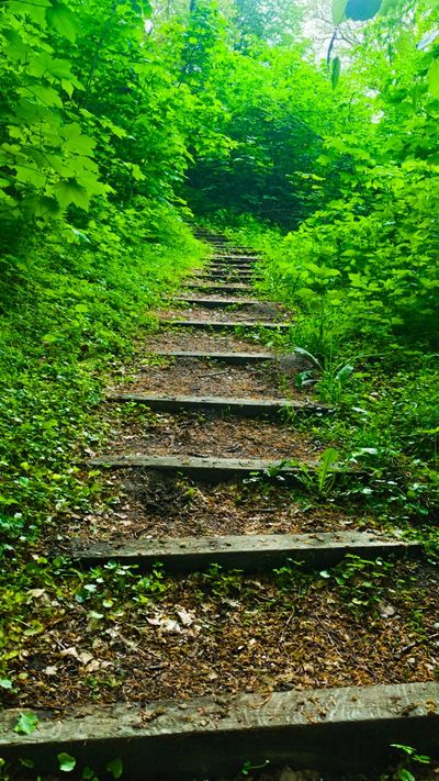 A serene forest pathway made of rustic wooden steps winds through dense, lush greenery, creating a tranquil and inviting atmosphere. The vivid green foliage and dappled sunlight evoke a sense of enchantment and peace.
