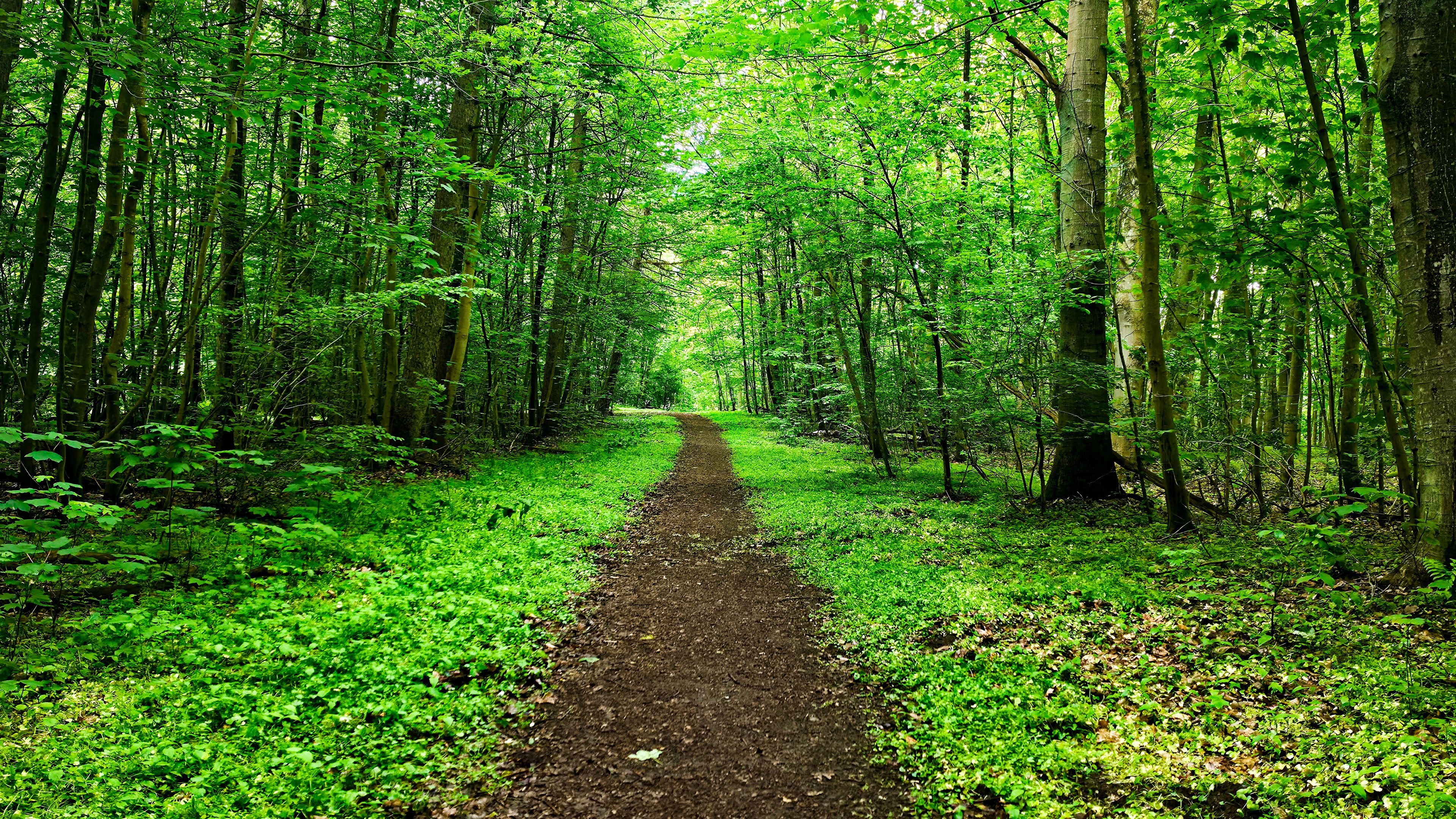 A narrow dirt pathway meanders through a dense, green forest, with trees arching overhead and sunlight gently filtering through the leaves, creating a serene and inviting atmosphere.
