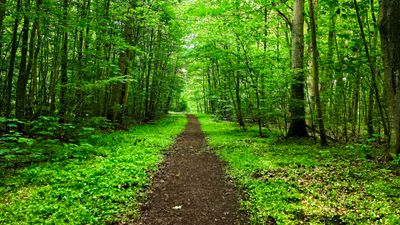 A narrow dirt pathway meanders through a dense, green forest, with trees arching overhead and sunlight gently filtering through the leaves, creating a serene and inviting atmosphere.