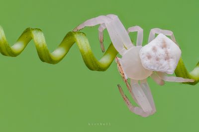 A crab spider