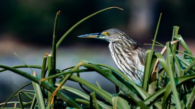 Nesting Bird