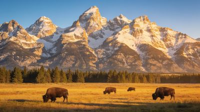 A group of bison graze peacefully in a sunlit valley, surrounded by towering, snow-capped mountains and a line of evergreen trees, creating a serene and majestic natural scene.