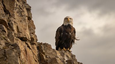 A majestic eagle with striking white head feathers and sharp talons is perched confidently on a rugged rocky cliff, set against a cloudy sky that adds a dramatic and serene mood to the scene.