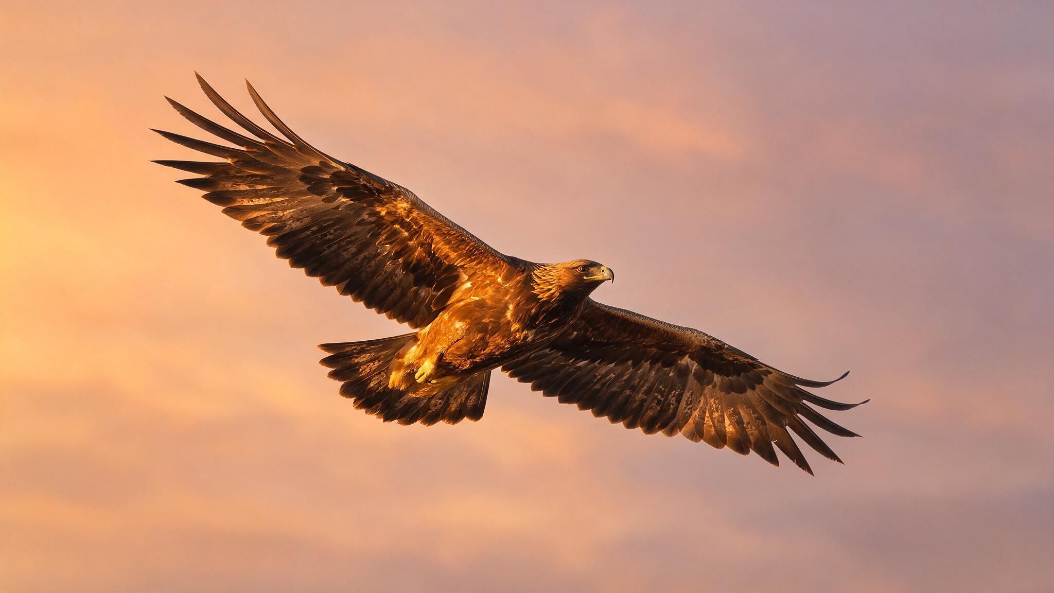 A golden eagle soars with outstretched wings against a pastel orange-pink sunset sky, its feathers catching the warm light. The scene feels calm and majestic.