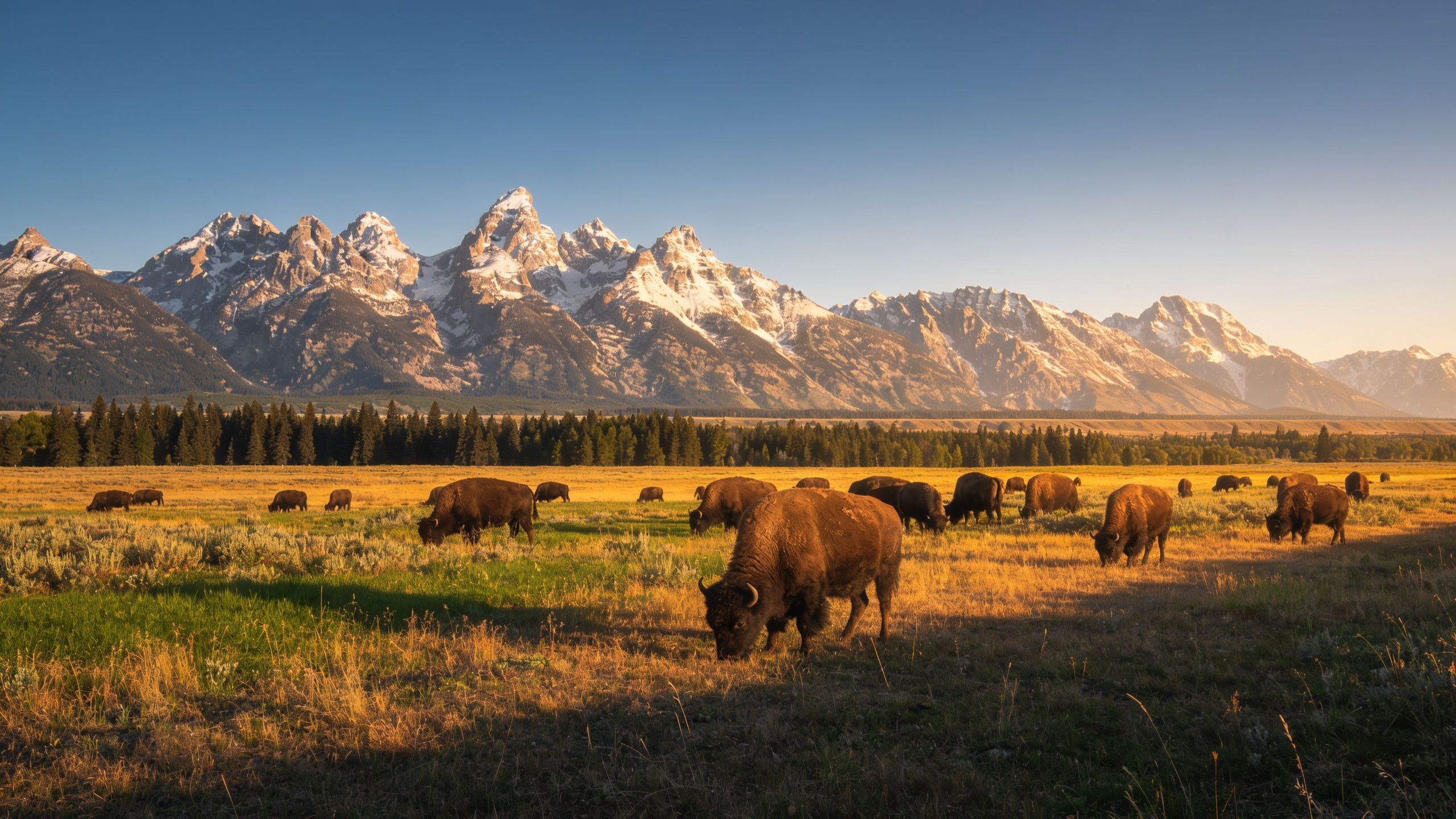 A herd of bison grazes peacefully in a sunlit valley, framed by majestic snow-capped mountains in the background, creating a serene and picturesque natural scene.