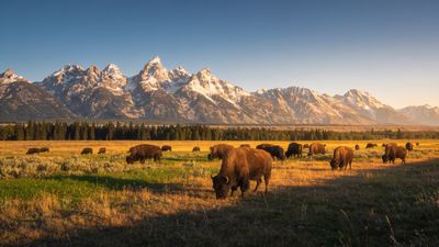 A herd of bison grazes peacefully in a sunlit valley, framed by majestic snow-capped mountains in the background, creating a serene and picturesque natural scene.