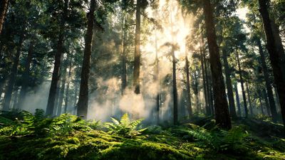 Golden morning sunbeams pierce a misty, moss-draped pine forest, illuminating drifting particles and a lush carpet of emerald ferns. The scene feels tranquil and ethereal, evoking the quiet freshness of dawn in the wilderness.
