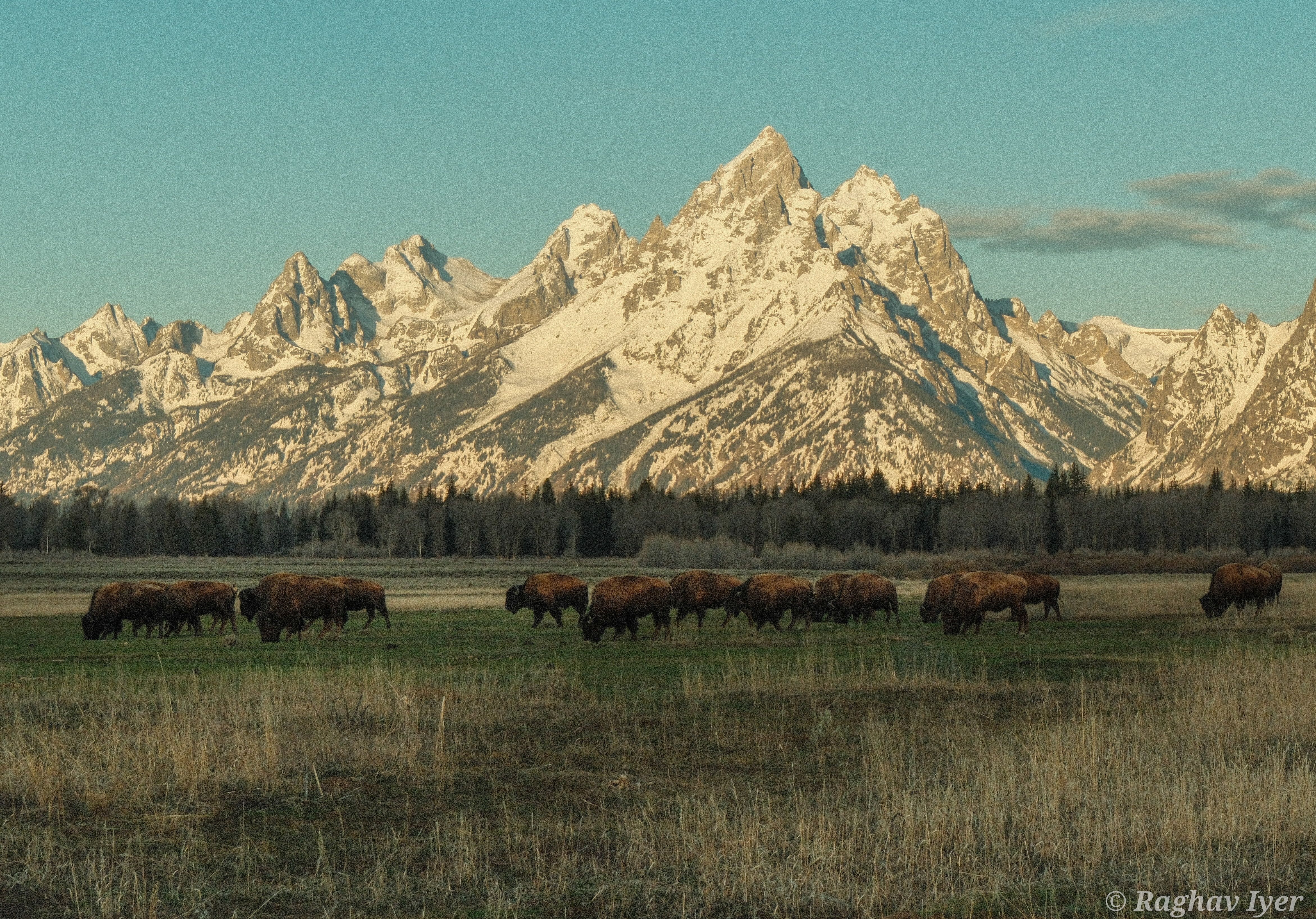 A herd of Bison in Grand Teton National Park