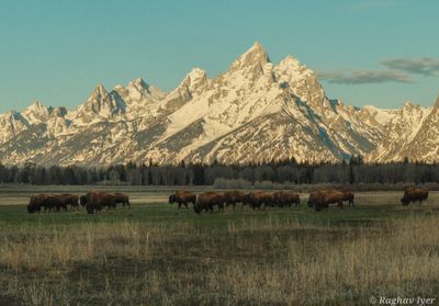 A herd of Bison in Grand Teton National Park